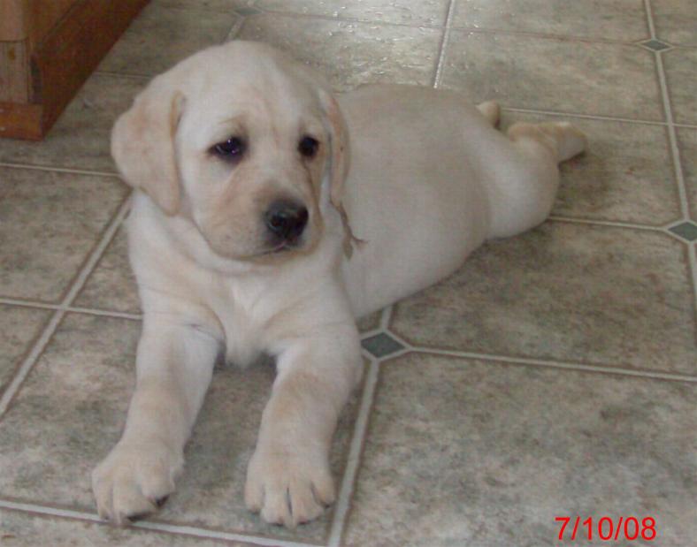 53 Best Pictures English Lab Puppies For Sale - 2 chocolate AKC english lab pupppy for adoption in , South ...