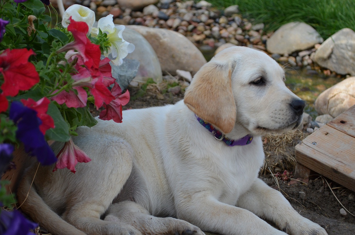 AKC English Labrador puppies for sale in Allegan MI. 269 ...